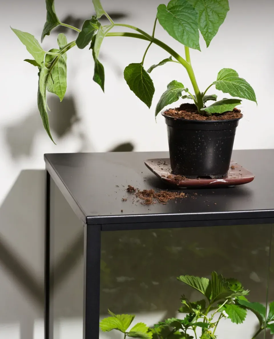 Armario para plantas Grower Greens, , 81x82 cm*Brafab Online