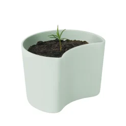 Maceta con semillas YOUR TREE, (pino)*RIG-TIG Best